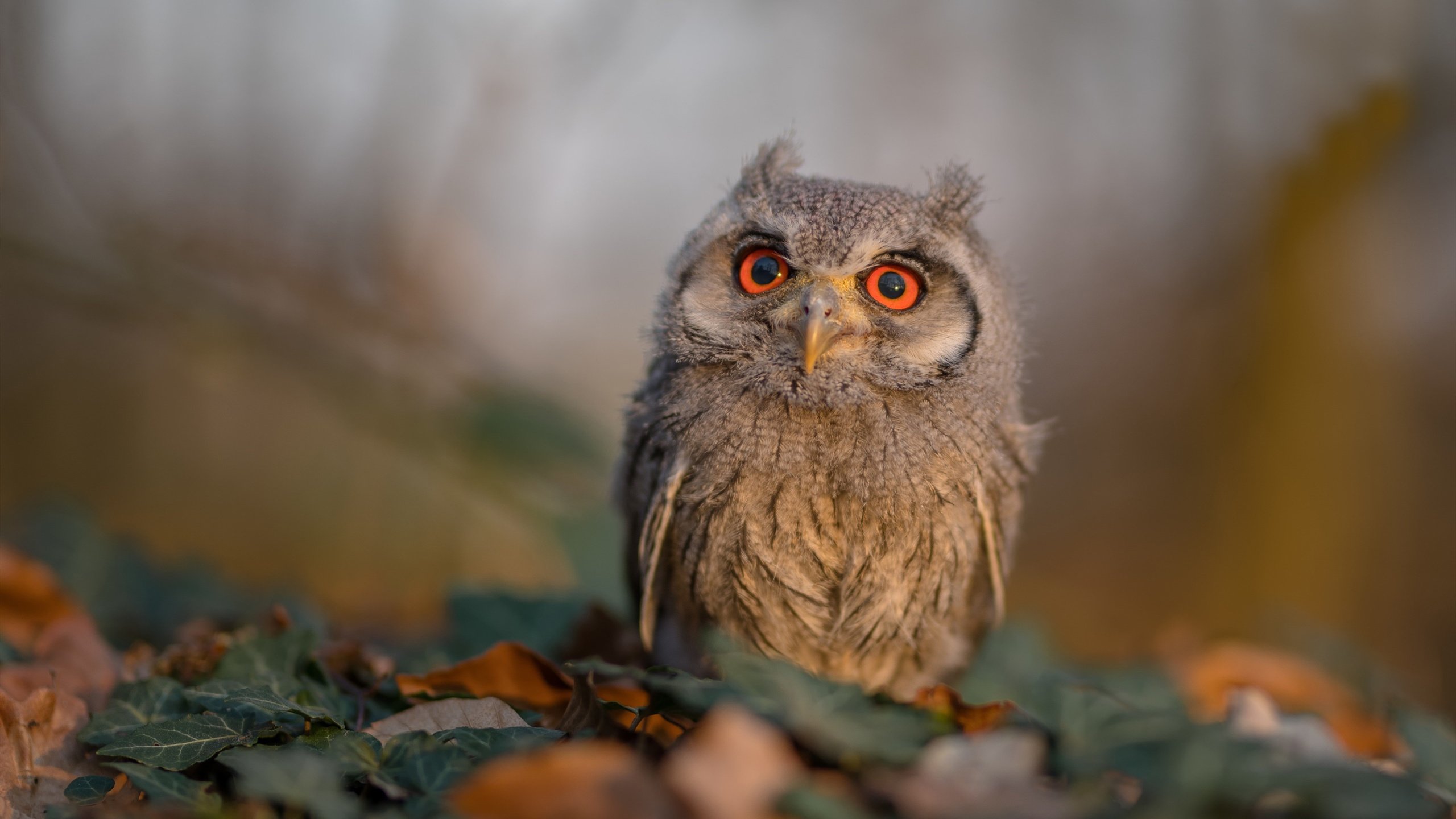 哈弗茨关键战不手软！牙买加对阵贝蒂斯友谊赛星光闪耀，巨星风采尽显