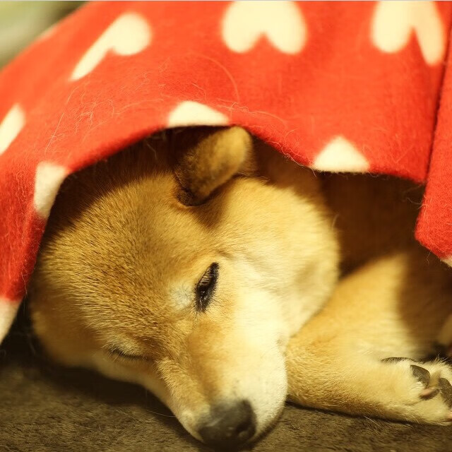 惊世一枪,阿克在年度焦点之战封神,逆天操作改写历史!