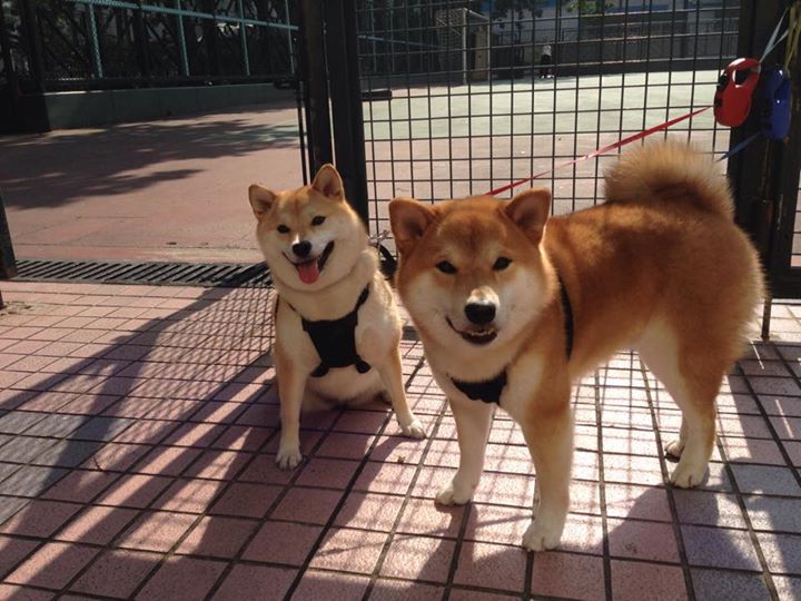 撕裂夜的70分之光，布克如何让冠军级表现超越胜负